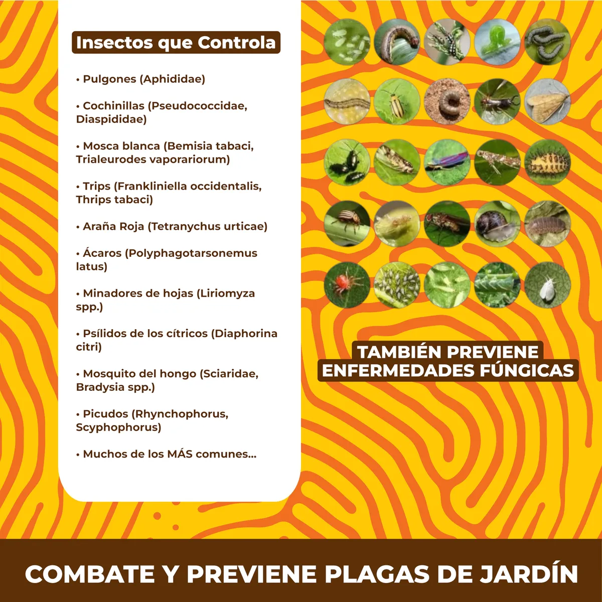 Jabón Potásico 10L Biojal | Insecticida y Fungicida Orgánico 🌱