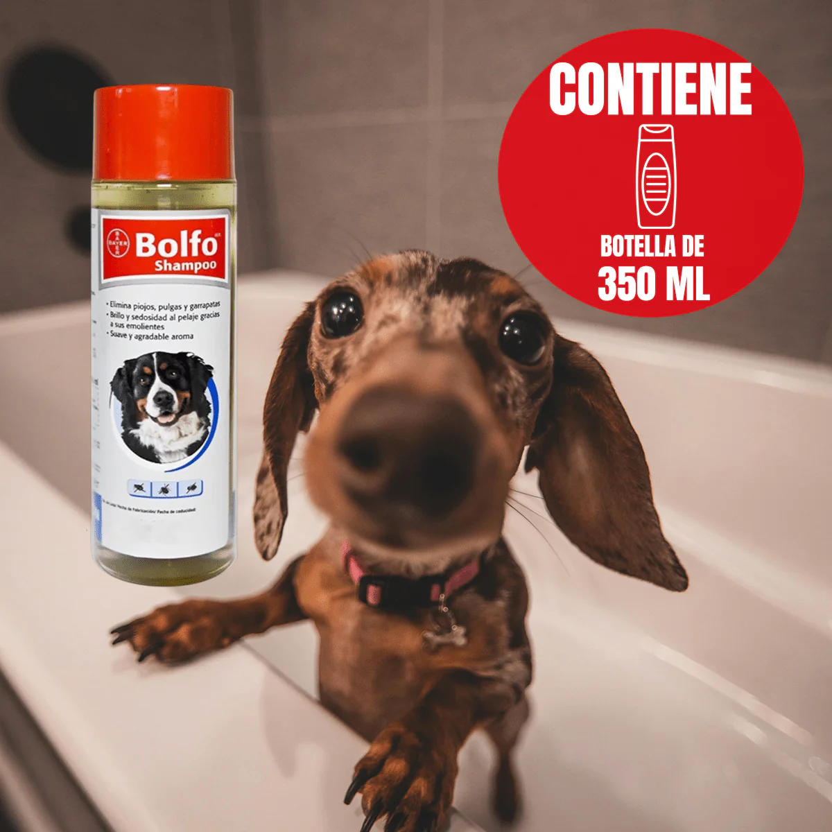 🐶🐱 Bolfo® Shampoo Antipulgas 350ml – Bayer
