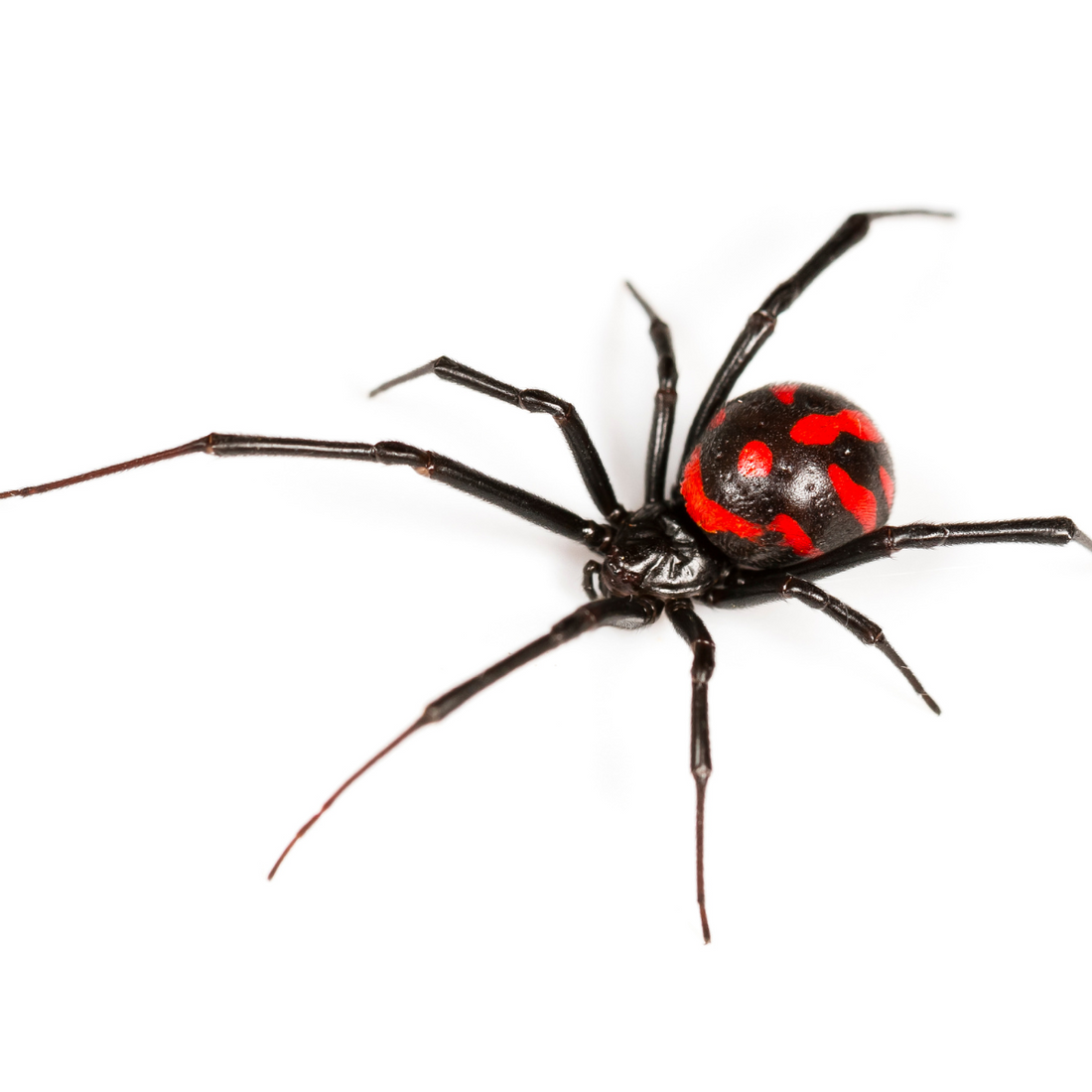 ¿Qué tipos de arañas hay en México? 🕷️ Identifícalas antes de que se muden contigo