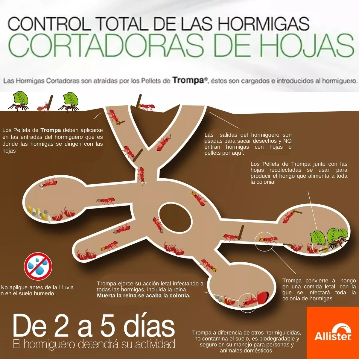 Trompa ¡El Cebo que las Arrieras No Pueden Resistir! 🐜🎯