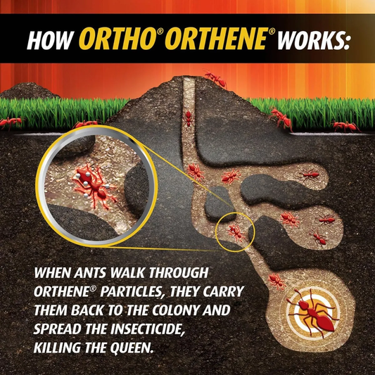 Insecticida en Polvo para Hormigas de Fuego Ortho Orthene 340g 🔥